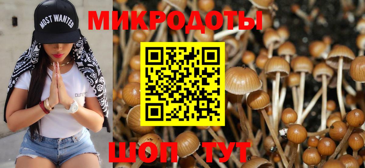 Белебей  Псилоцибиновые грибы Cubensis  закладки  Вход с VPN 